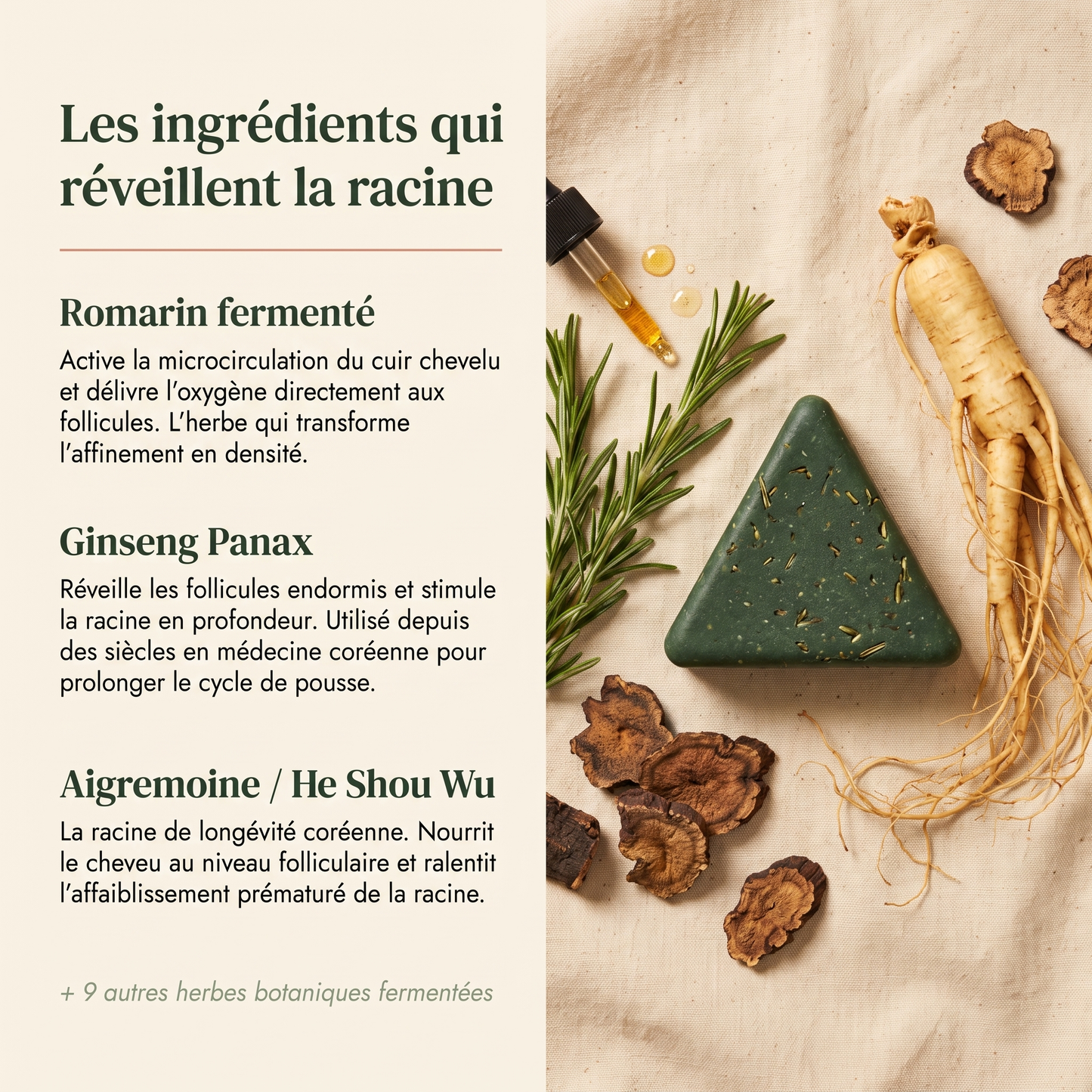 Barre Coréenne Réveil Racine